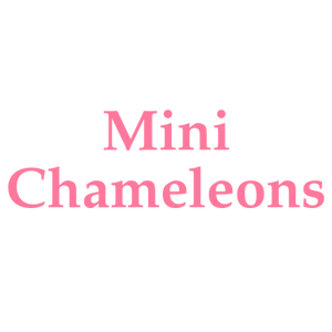 Mini Chameleons